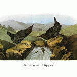 American Dipper