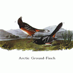 Arctic Ground-Finch