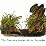 American Woodcock, or Bogsucker
