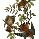American Sparrow-Hawk