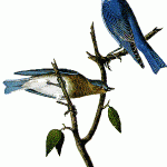 Arctic Blue-Bird
