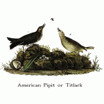 American Pipit or Titlark